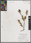 Foto von Salix mielichhoferi Saut.